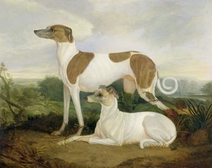 Due levrieri in un paesaggio da Charles Hancock