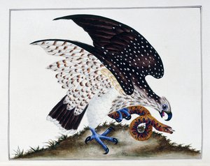 Uccello rapace con serpente, 1808-21 da Charles Hayes