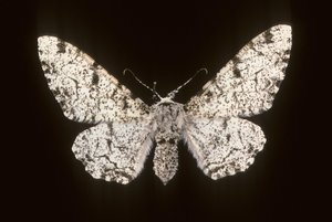 Betularia biston da Augustus Kollner