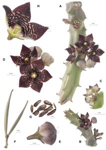 Tavola botanica, Apteranthes joannis