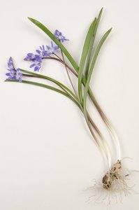 Tavola botanica, Chionodoxa forbesii, Chionodoxa luciliae, Gloria della neve