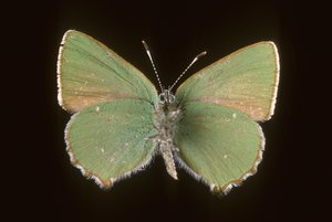 Callophrys rubi