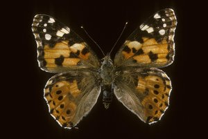 Cynthia cardui, Figliastra, Vanessa del cardo