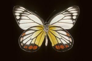 Delias hyparete, Maschio
