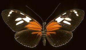 Heliconius burneyi catherina