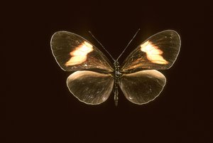 Heliconius melpomene