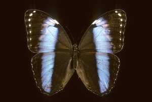 Morpho achilles, Maschio da Augustus Kollner