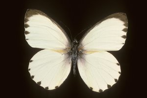 Mylothris ngaziya da Augustus Kollner