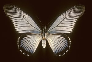 Papilio zalmoxis, Vela blu da Augustus Kollner
