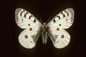 Parnassius phoebus, Piccolo apollo