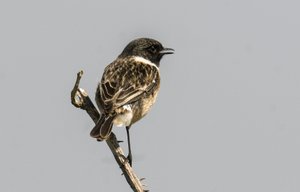 Saxicola torquata, Dawler, Saltimpalo comune
