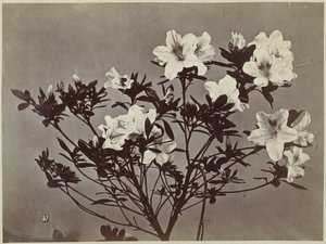 Natura morta con fiori e gigli