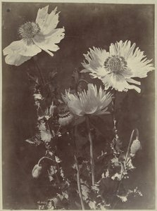 Natura morta con papaveri da Charles Hippolyte Aubry
