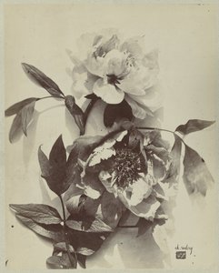 Natura morta con peonie