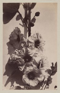 Natura morta con fiori e malvarosa da Charles Hippolyte Aubry