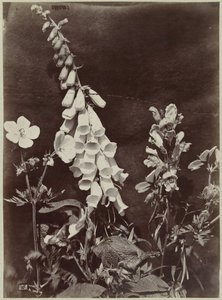 Natura morta con fiori e digitale da Charles Hippolyte Aubry