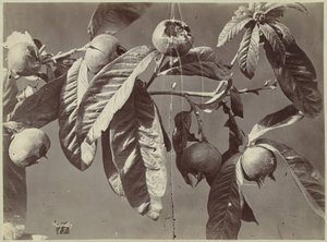 Natura morta con nespole da Charles Hippolyte Aubry