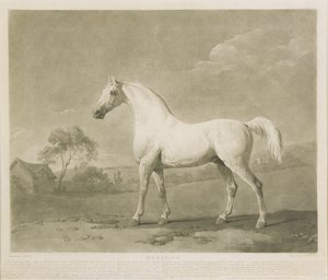 Mambrino, dopo George Stubbs, 1788 da Charles Howard Hodges