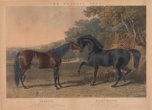 Der britische Zuchtpferd: Pl. 5. "Rebecca" gezüchtet von R. Cock, Esqr. im Jahr 1831; "Muley Moloch" gezüchtet vom Herzog von Cleveland im Jahr 1830 da Charles Hunt