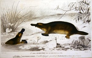 Ornitorinchi, illustrazione da 