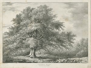 Lichfield - Albero di Salice di Dr. Johnson