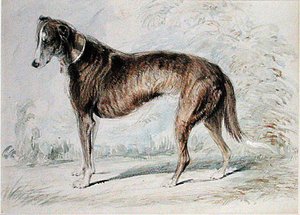 Lurcher da Charles Landseer