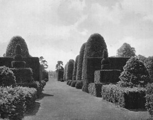 Ilex e tasso da Charles Latham