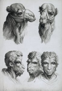Somiglianze tra la testa di un cammello e un uomo, da 
