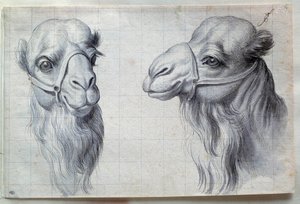 Studi di due teste di cammello