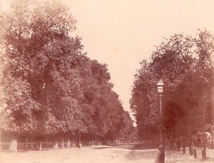 Allée bordée d