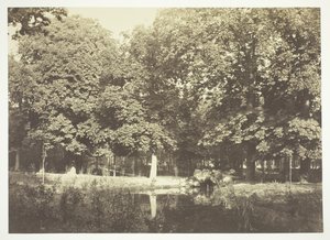 Senza titolo, c. 1850. [Alberi vicino all