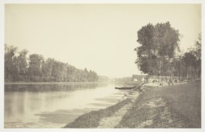Senza titolo [Alberi vicino all
