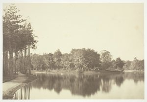 Senza titolo, c. 1850. [Alberi vicino all