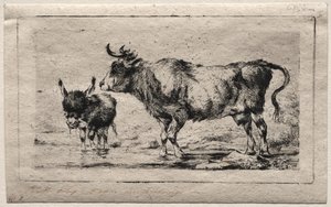 Mucca e Asino