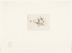Testa di un cane di New Holland da Charles Meryon