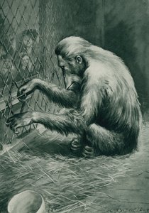 Jacob Orong-outang modella un pezzo di filo per creare uno strumento per uscire dalla sua gabbia da Charles Mills after Sheldon