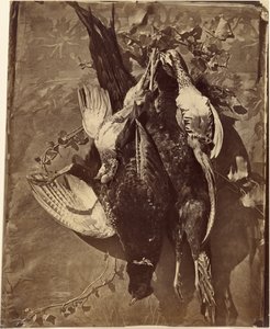 [Natura morta di uccello da caccia con piume].