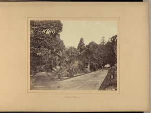 Giardini botanici da Charles Percy Pickering