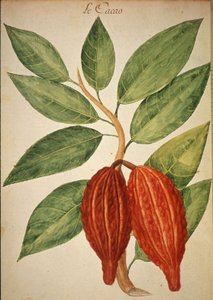 Cacao