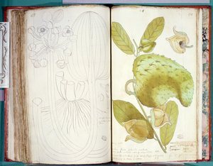 Ms 23 Cardamomo, da un manoscritto sulle piante delle Antille e Santo Domingo