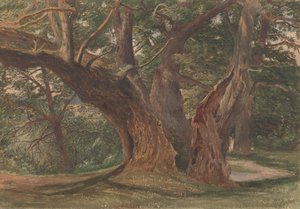 Alberi in un paesaggio