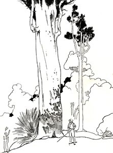 Un albero di Kauri da Charles Robinson