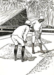 Essiccazione del cacao da Charles Robinson