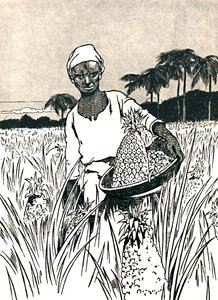 Raccolta di ananas, 1912