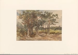 Gruppo di alberi nei boschi vicino a Driebergen