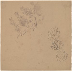 Studio per un Disegno di Bordo con uno Schizzo di un Albero da Charles Sprague Pearce