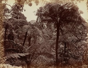 Giardini di Hakgala, Nuwara Eliya da Charles T. Scowen