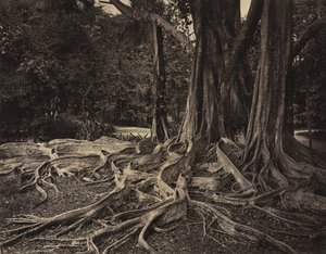 Albero della gomma, Assam, India (Ficus Elastica) da Charles T. Scowen