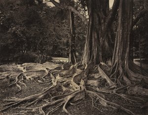 Albero della gomma, Assam, India Ficus Elastica, c.1880 da Charles T. Scowen