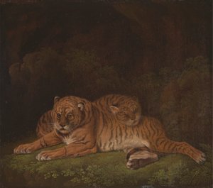 Tigri